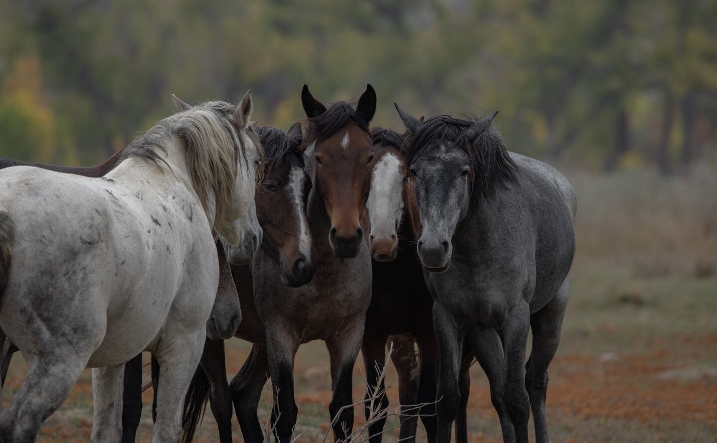 Save The Trnp Horses Dakota Grown Photos