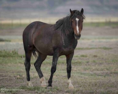 2021 Stallion, Cadet