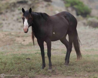 2006 Mare, Domino