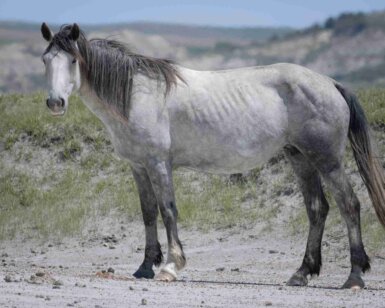 2019 Mare, Anisak