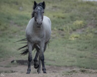 2022 Stallion, Huck