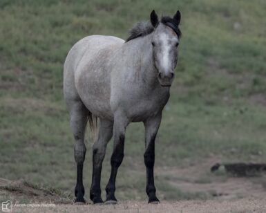 2020 Mare, Bayou