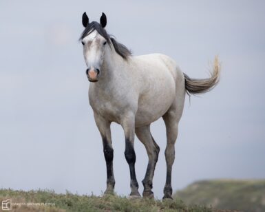 2020 Mare, Katie