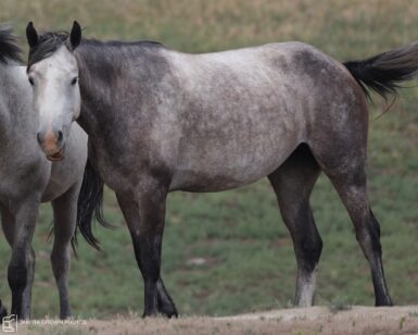 2019 Mare, Antice