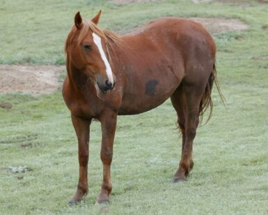 2019 Mare, Ardena