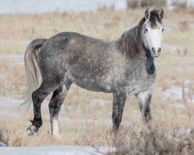 2021 Mare, Dominique/Lettie