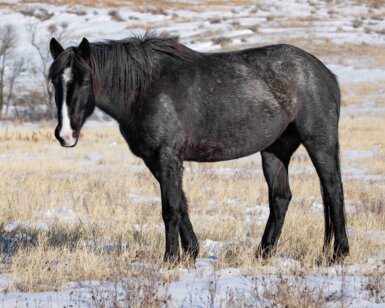 2020 Mare, Jewel/Bockar