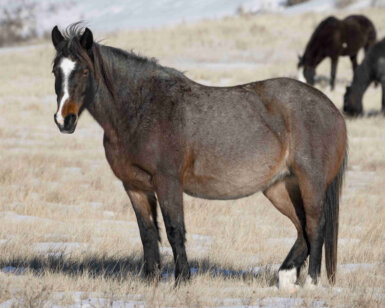 2013 Mare, Justice