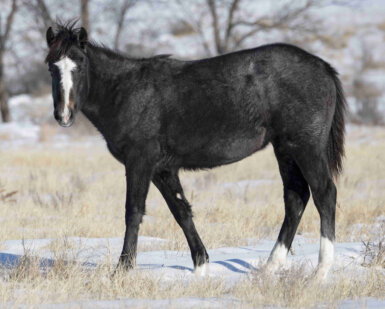 2025 Filly, Royal