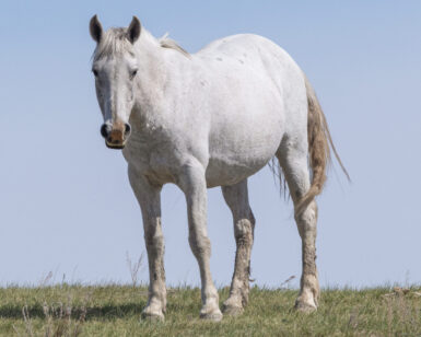 2004 Mare, Freckles