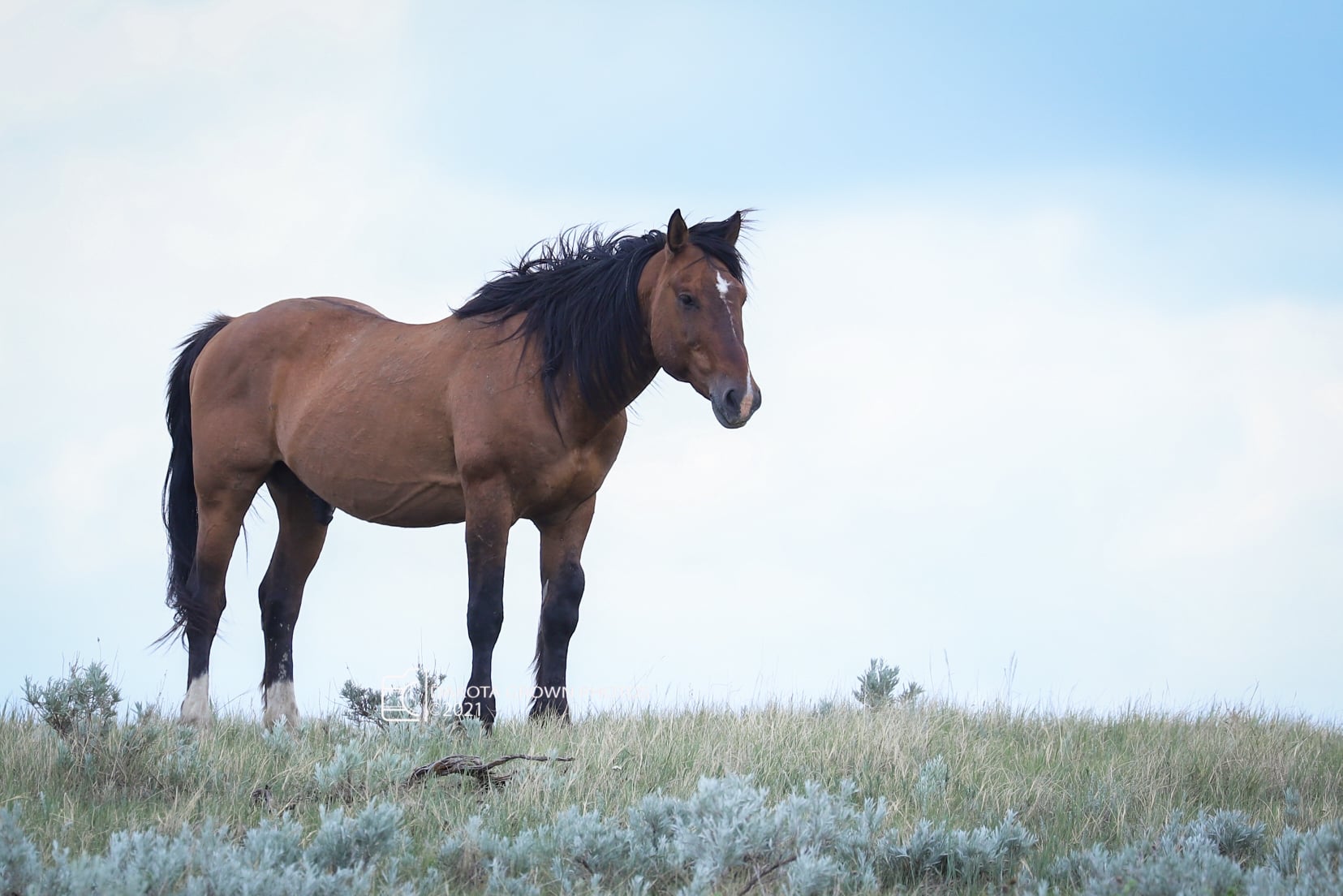 The Beautiful Band of Copper's - Dakota Grown Photos