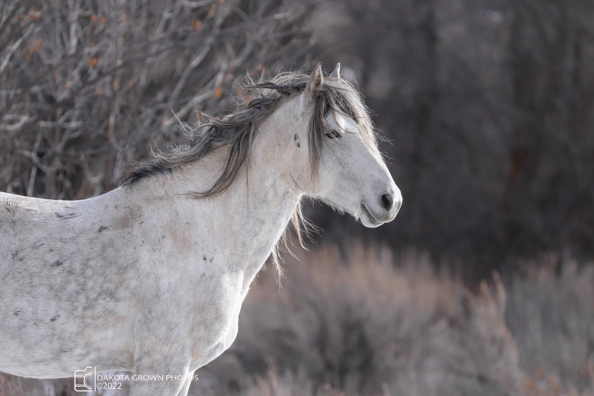 Casper - Dakota Grown Photos