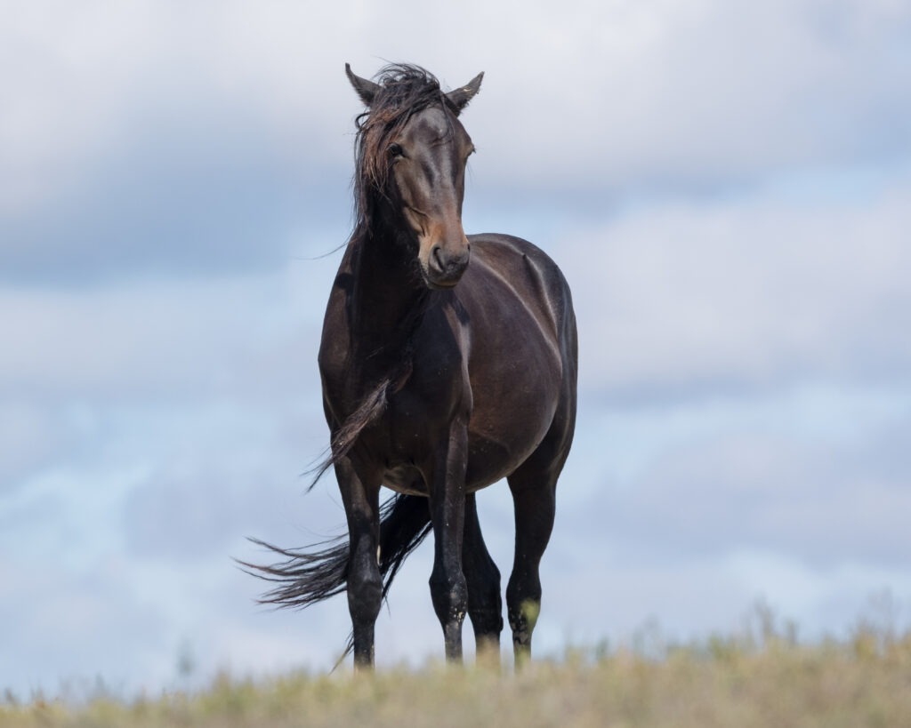 2023 Mare, Willow/Everly