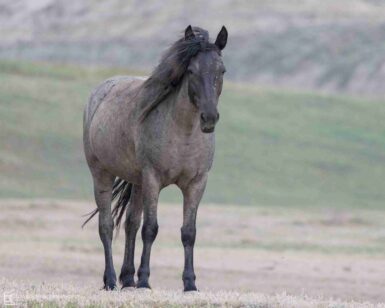2014 Mare, Blue Velvet