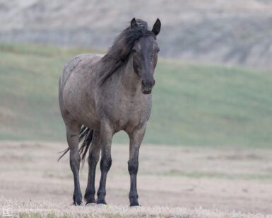 2014 Mare, Blue Velvet