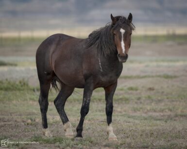 2021 Stallion, Cadet