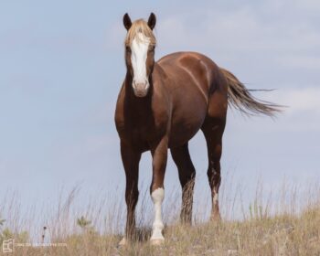 2021 Stallion, Flyer