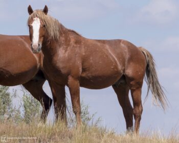 2012 Band Stallion, Frontier