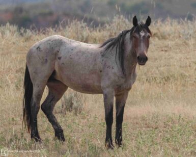 2006 Mare, Diamond