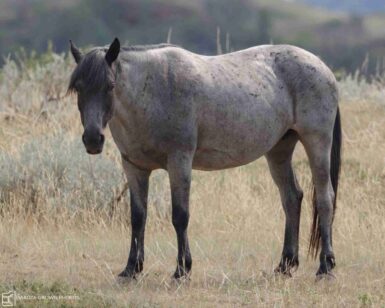 2007 Mare, Blue