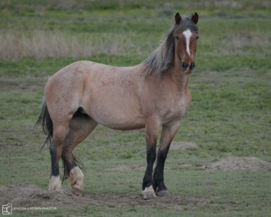 2014 Mare, Thunder Rose