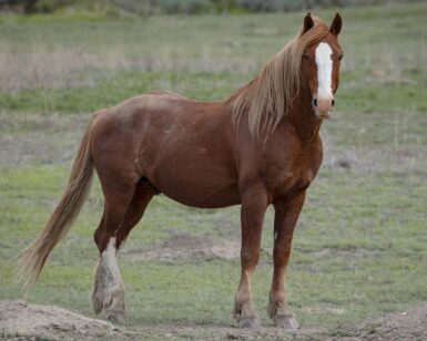 2011 Band Stallion, Flax