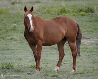 2013 Mare, Maggie Mae