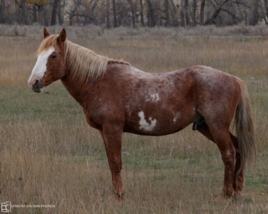 2004 Stallion, Cloud