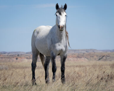 2019 Mare, Almanac
