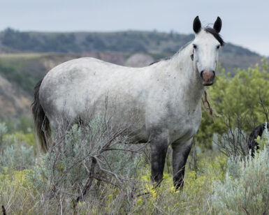 2019 Mare, Almanac