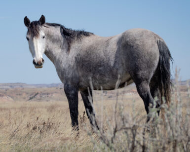 2016 Mare, Minnie/Minnesota
