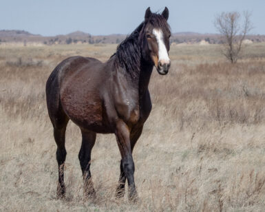 2020 Mare, Bear