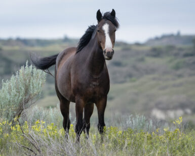 2020 Mare, Bear