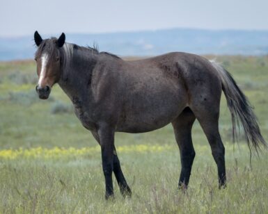 2020 Mare, Bee/Beetree