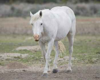 2006 Mare, Betty Blue