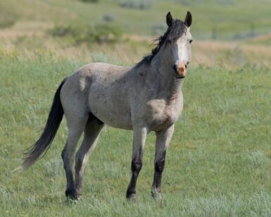 2020 Stallion, Blazo