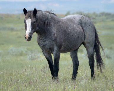 2000 Mare, Busy Blue