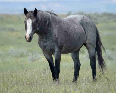 2000 Mare, Busy Blue
