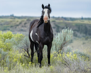 2022 Mare, Cricket/Phoenix