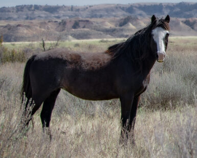 2007 Mare, Crow