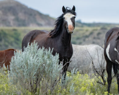2007 Mare, Crow