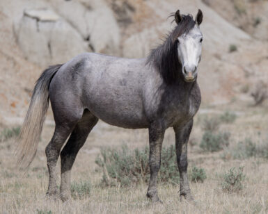 2021 Mare, Dominique/Lettie