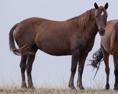 2014 Mare, Eclipse/Kacey's Eclipse