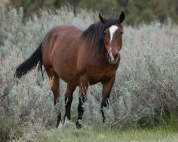 2007 Mare, Firefly