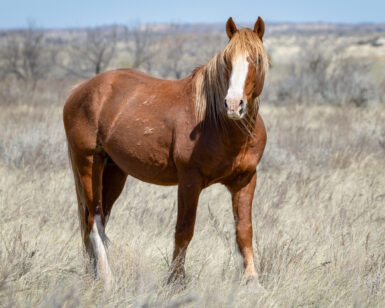 2011 Band Stallion, Flax