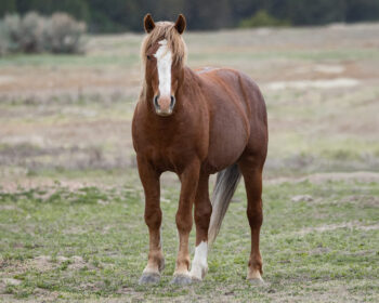 2012 Band Stallion, Frontier