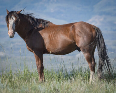 2005 Stallion, Georgia's Boy
