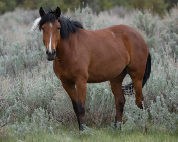 2021 Mare, Poppy/Harper