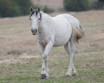2007 Mare, Smokie/Smokey