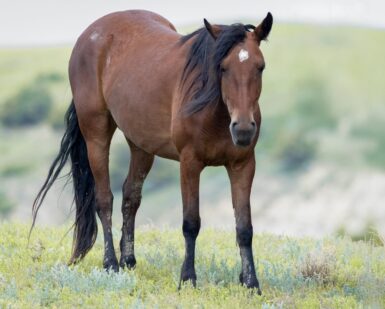 2020 Mare, Star/Berryhill